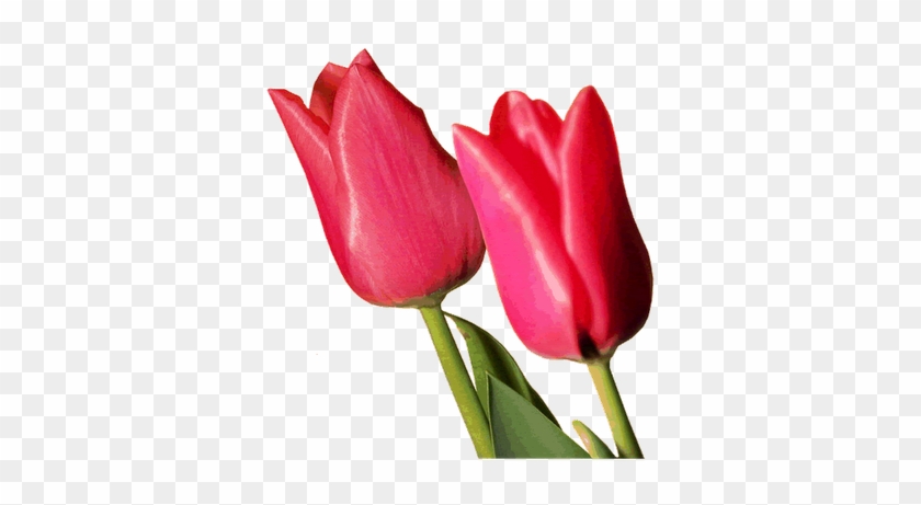 Bonitas Imagenes De Flores - Tulip #939907