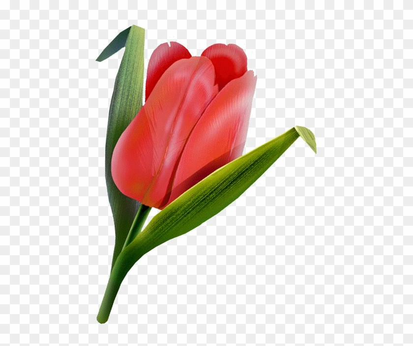 Red Tulip - - Red Tulip #939928