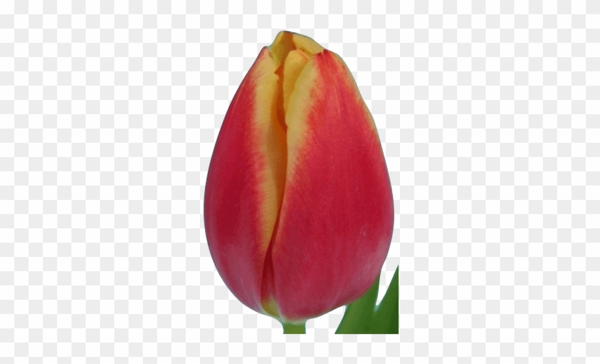 Тюльпан Лин Ван Дер Марк - Tulip #939932