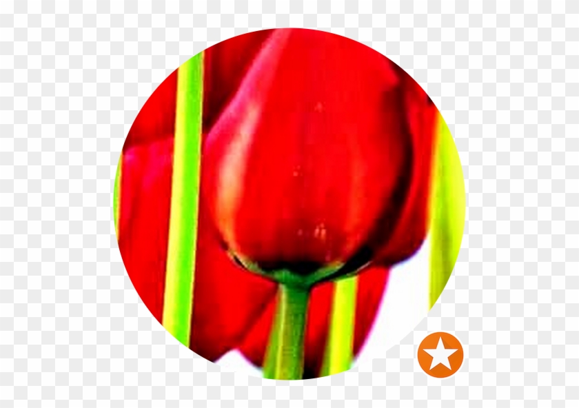 Tulip #939940