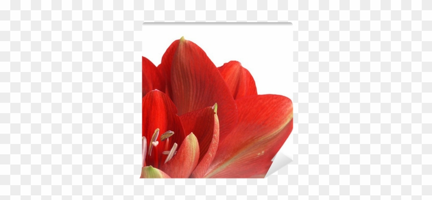 Sprenger's Tulip #939944