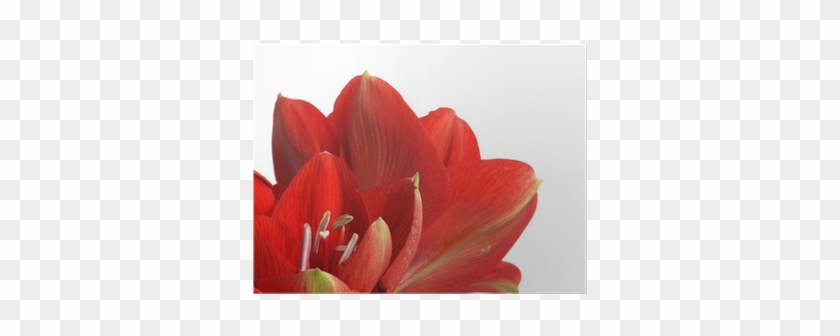 Sprenger's Tulip #939957