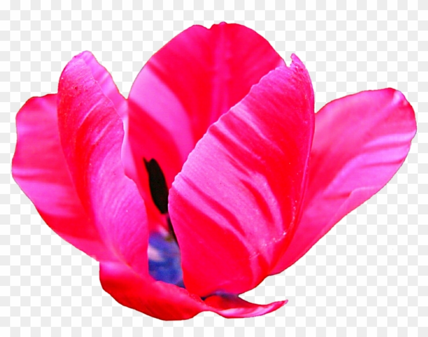 Pink Zebra Tulip By Jeanicebartzen27 - Crocus #939968