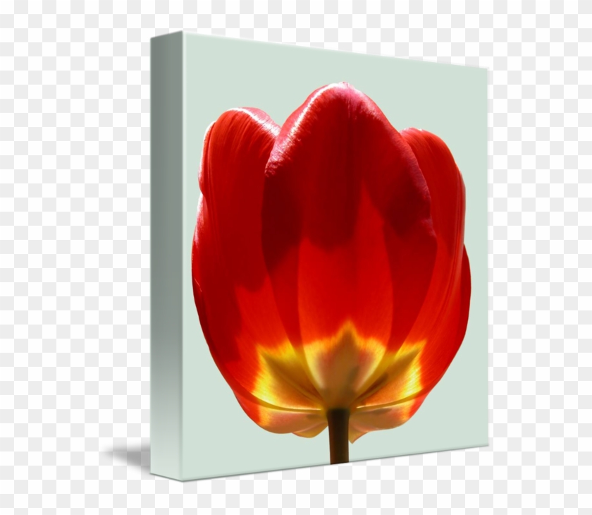 Tulip #939978