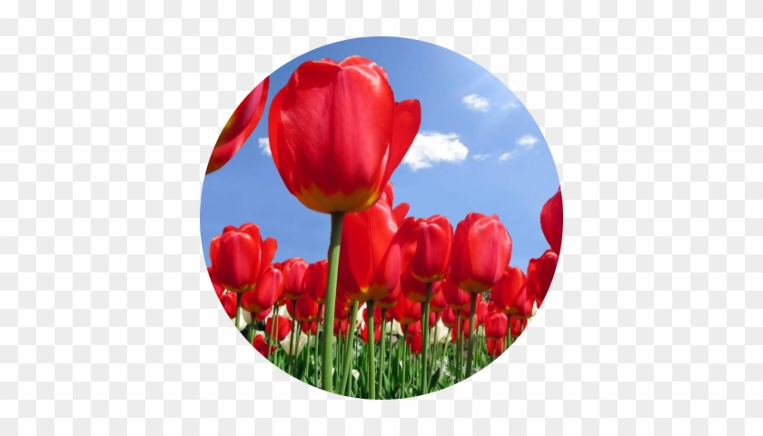 Cornelia Hollifield - Fondos De Pantalla Tulipanes #939986