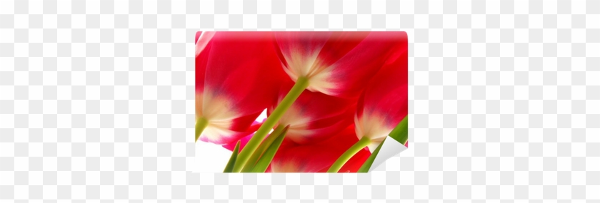 Red #940004