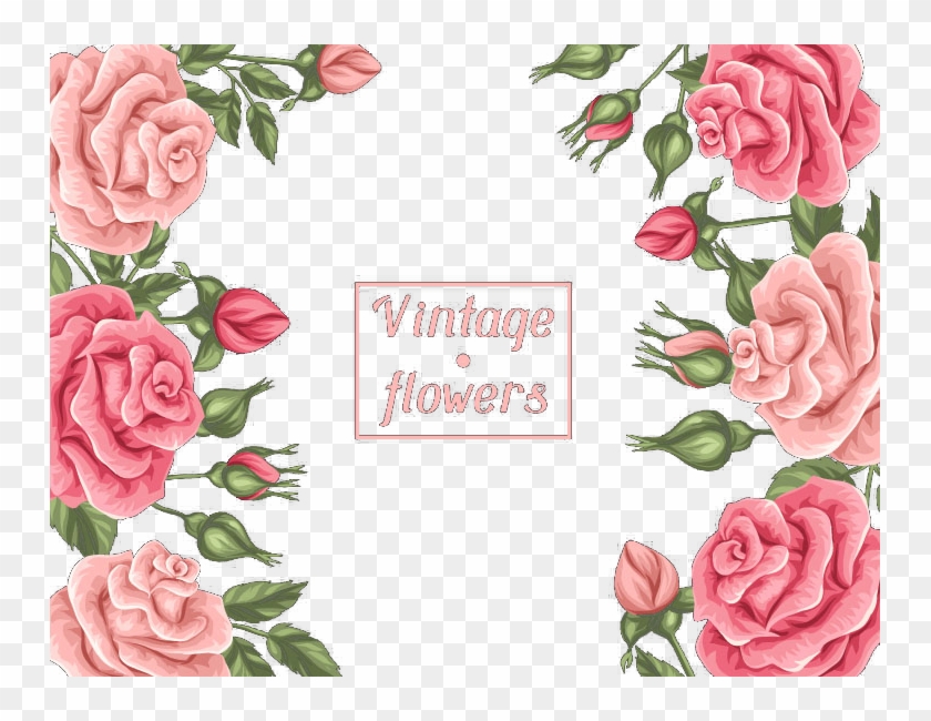 Beach Rose Garden Roses Pink Centifolia Roses - Roses Border Png #940068