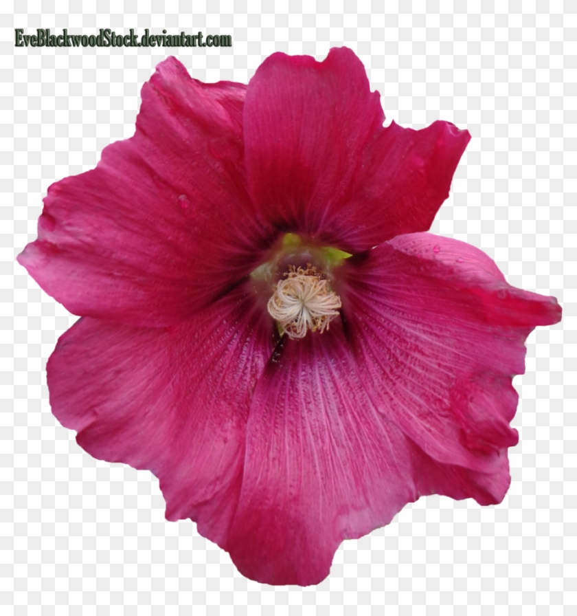 Dark Pink Hibiscus By Eveblackwoodstock Dark Pink Hibiscus - Hawaiian Hibiscus #940924