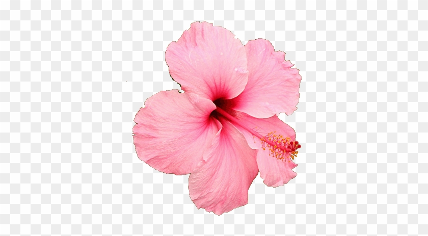 Anuncios - Sweet Pink Hibiscus Hardy Flower Seeds #941026