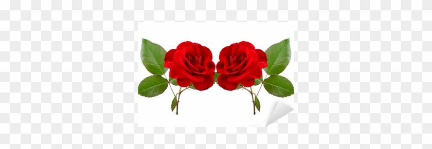 Two Beautiful Red Roses Isolated On White Background - Red #941030