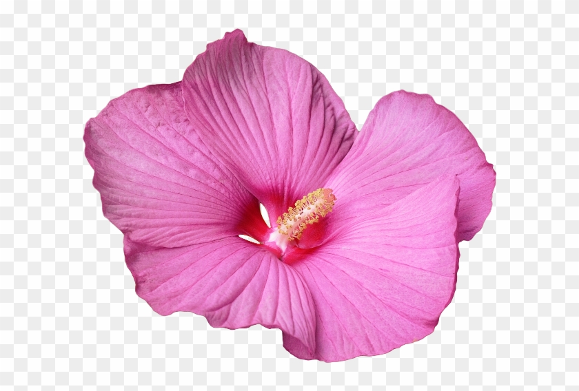 Pink And Purple Hibiscus - Hibiskusblüte Png #941029
