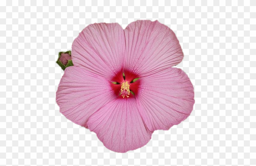 Fleurt1 - Rosemallows #941143