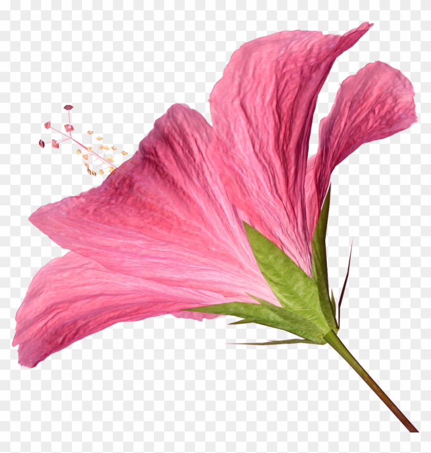 Flower Pictures - Clip Art #941148