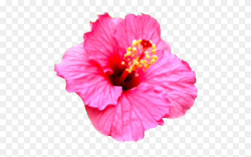 ハイビスカスの花 ハイビスカス - Chinese Hibiscus #941154