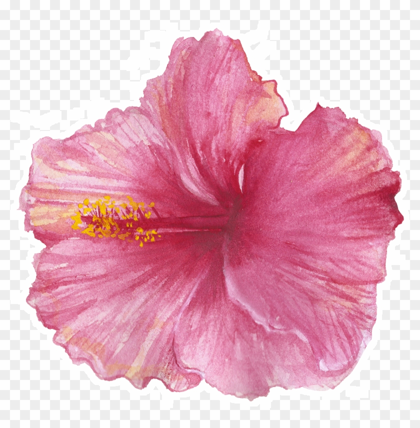 Rosemallows #941158