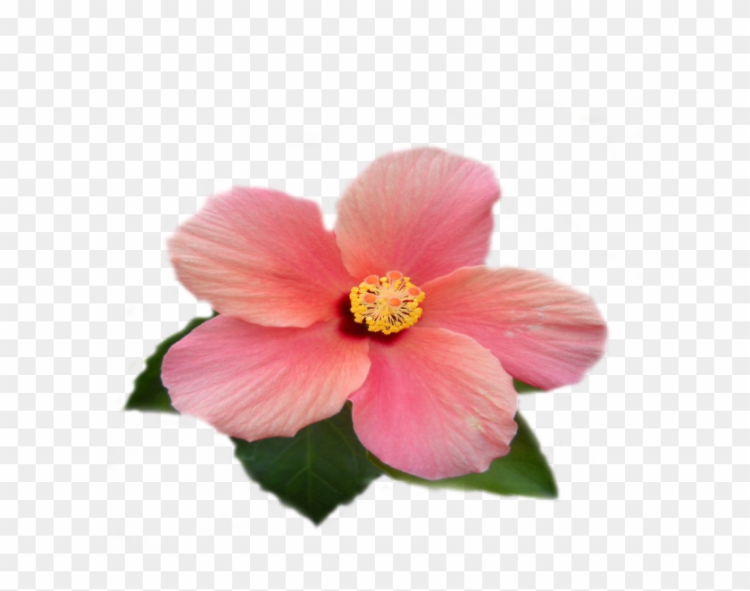 Mes Tubes - Hawaiian Hibiscus #941167