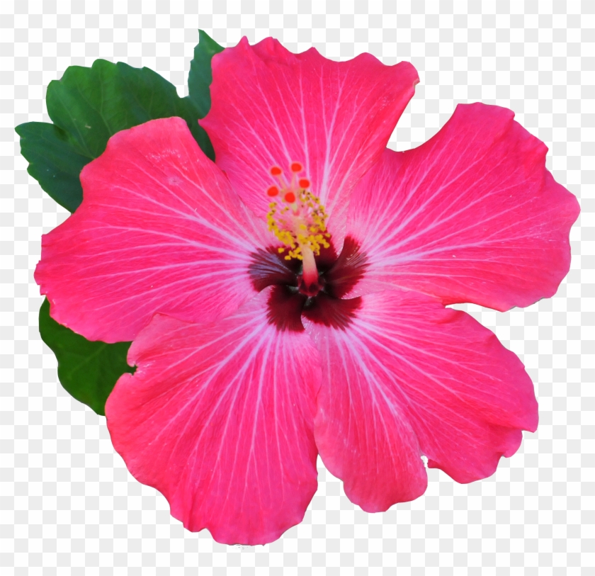 Find Us - Rosemallows #941184