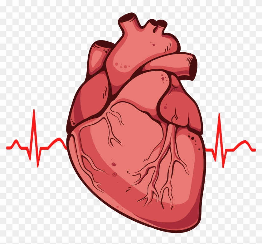 Human Heart Clipart Png - Real Heart Drawing #941367