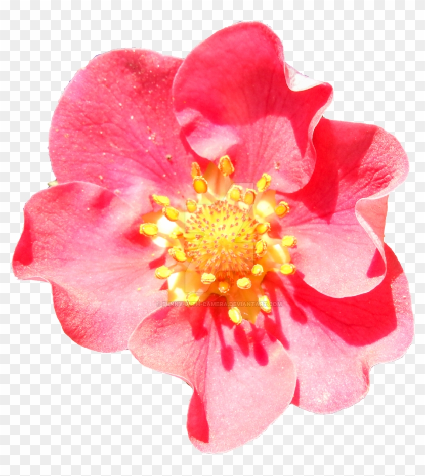 Pink Strawberry Blossom Png By Bunny With Camera - Clip Art #942086