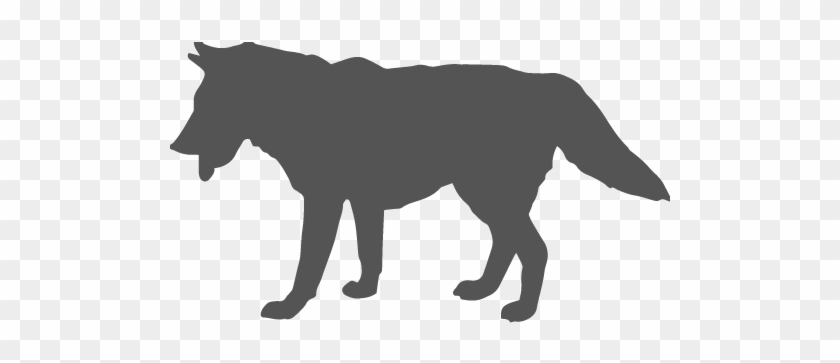Part Wolf, Part Coyote, The Coywolf Is An Intriguing - Info On A Coywolf #942152