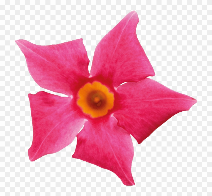 Sundaville Beauty Coral Pink - Mandevilla #942218