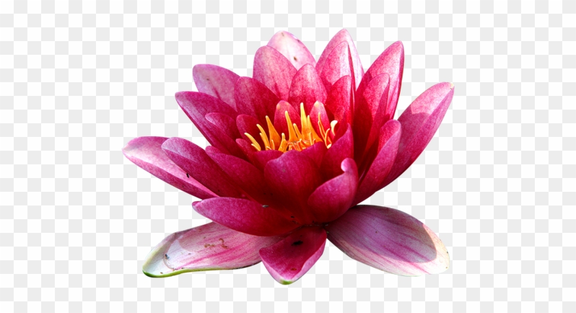 Tube Fleur De Lotus - Diode #942283