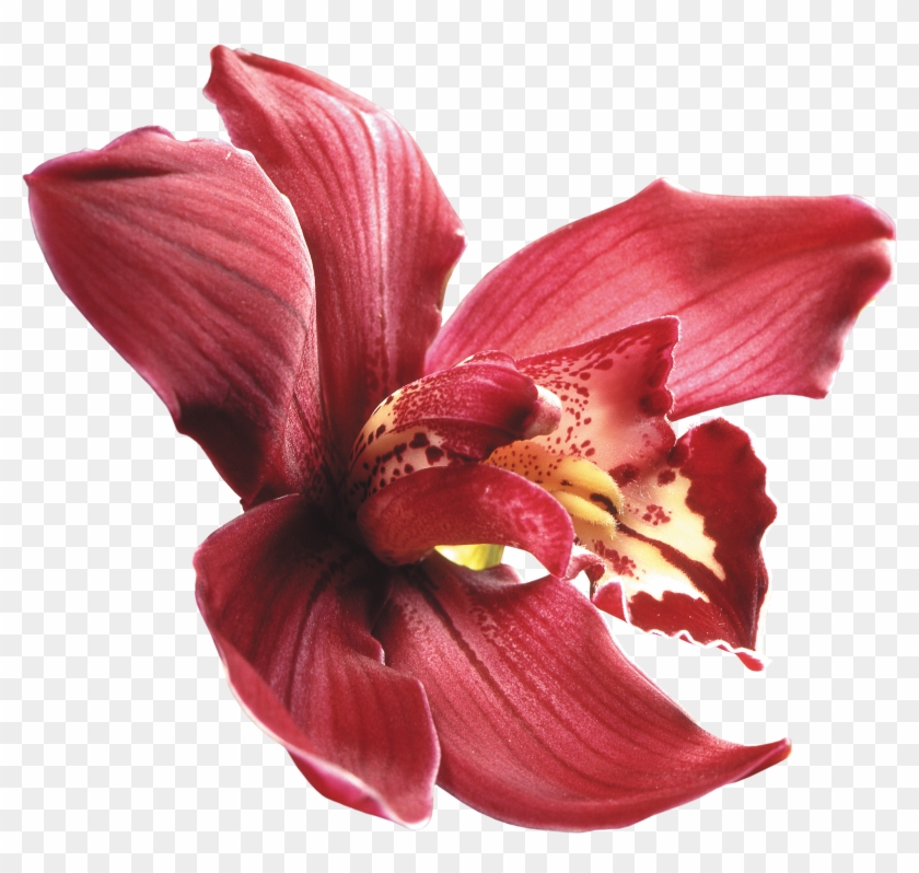 Png Клипарт "beautiful Orchids Flower" - Purple Orchids Png #942326