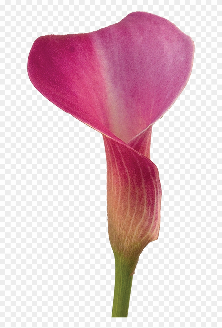 Unusual Calla Lily Choose Your Own Colors Super Color - Red Calla Lily Meaning #942344