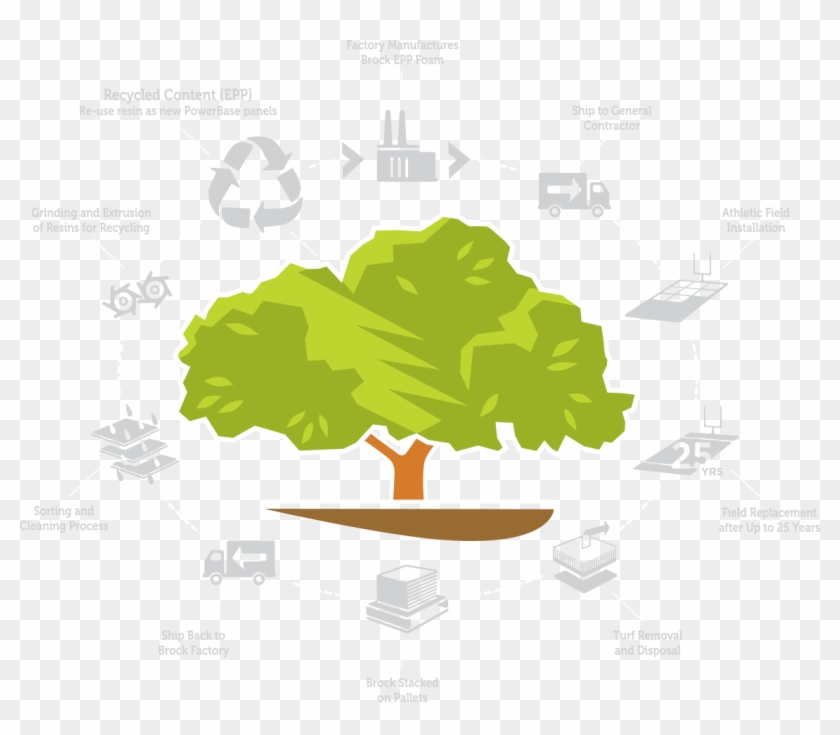 Product-cycle - Larch #942560