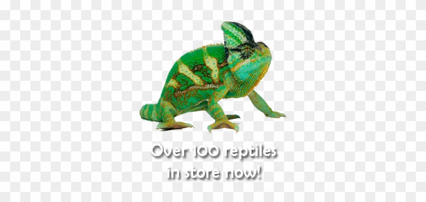 Open 7 Days A Week Monday Through Saturday 10am To - Chameleon Mugs #943423