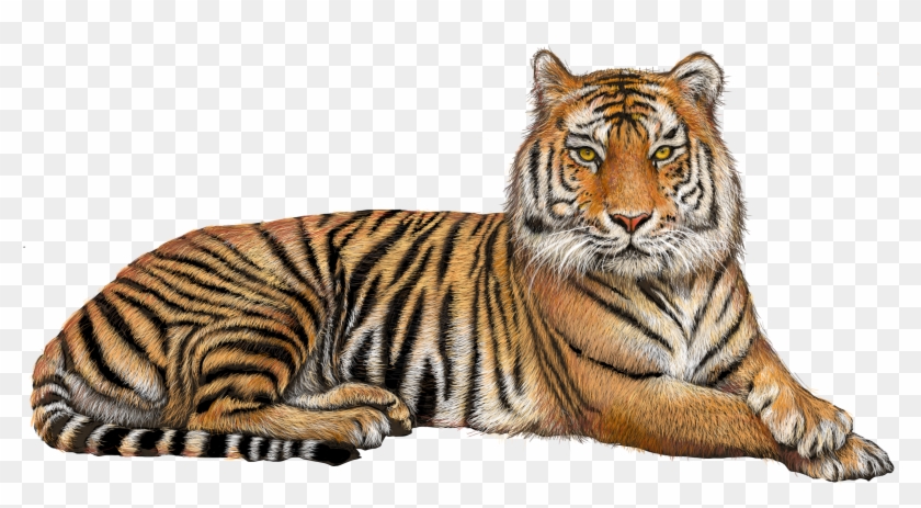 Bengal Tiger Lion Clip Art - Tiger Png #944637