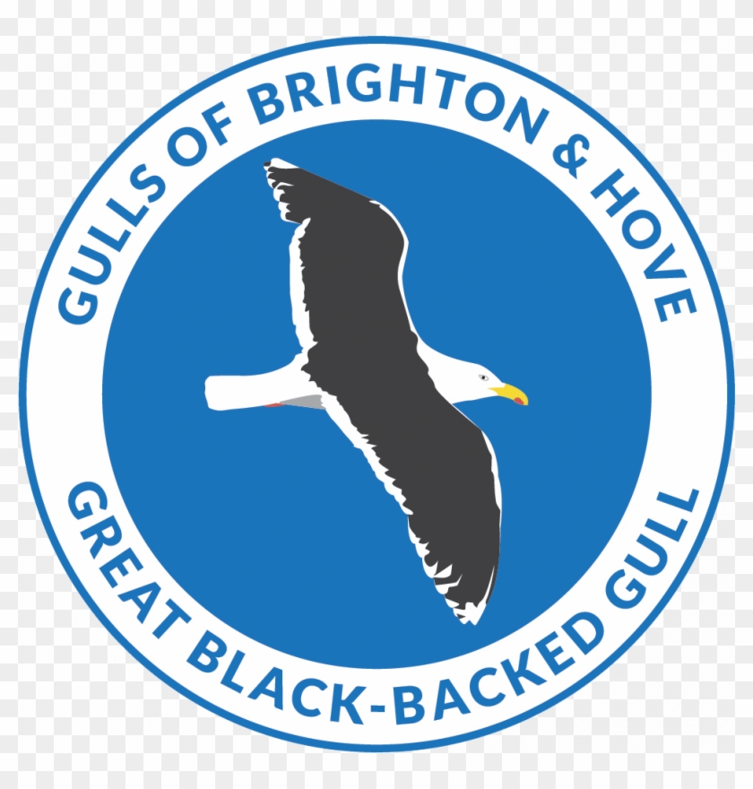One Of The Largest Gulls, This Very Heavy-set Looking - Brighton & Hove Albion F.c. #946936