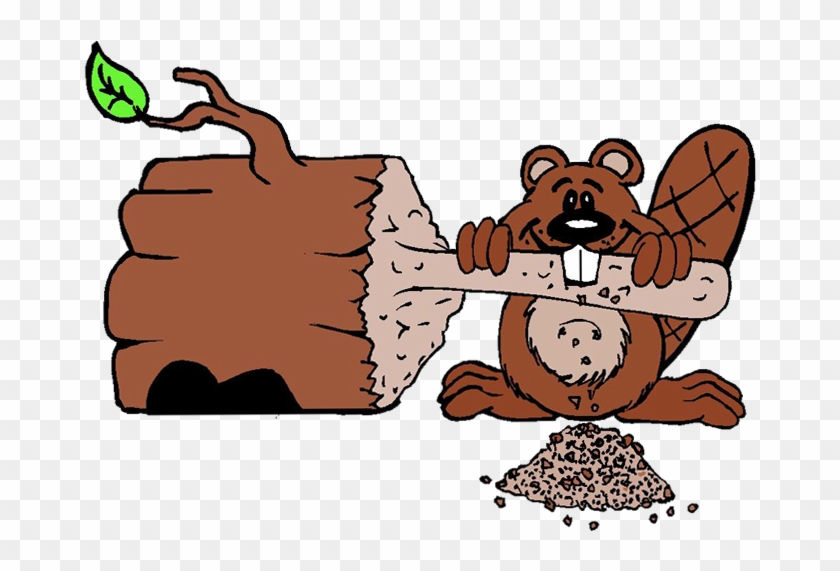 We Are Busy As A Beaver Building This Week's Entertainment - Busy As A Beaver #947006