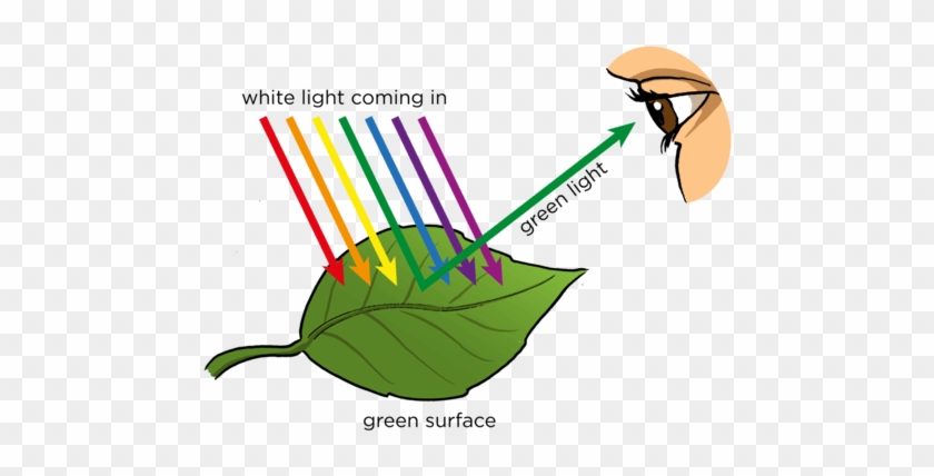 What Is The One Colour Of Light That Leaves Don't Absorb - رؤية الاجسام بالوانها المختلفة #950691