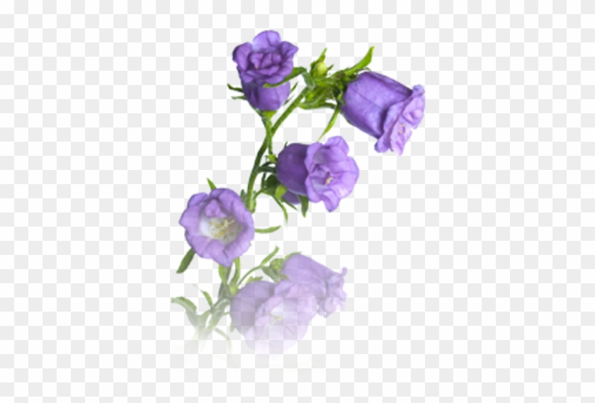 Free Images At Clker - Glockenblume Png #951450
