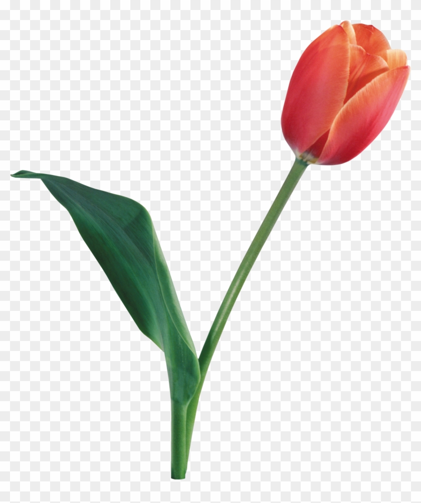 Tulip Png #951513
