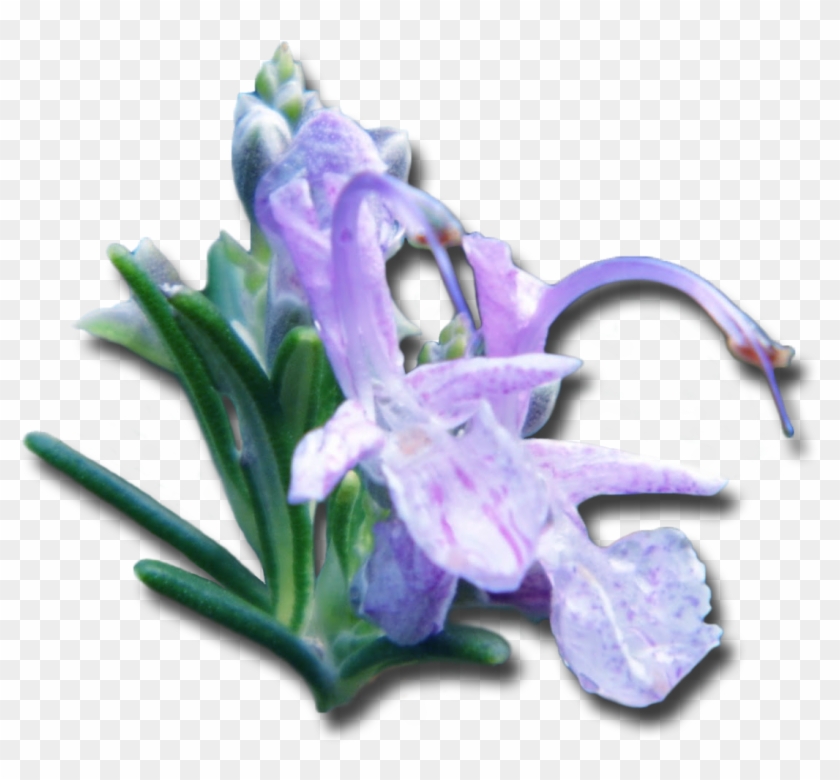   Bellflower Transparent #951522