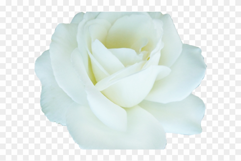 White Rose Clipart One White - Floribunda #951525