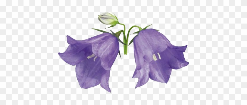 290420161903 - Campanula Png #951548