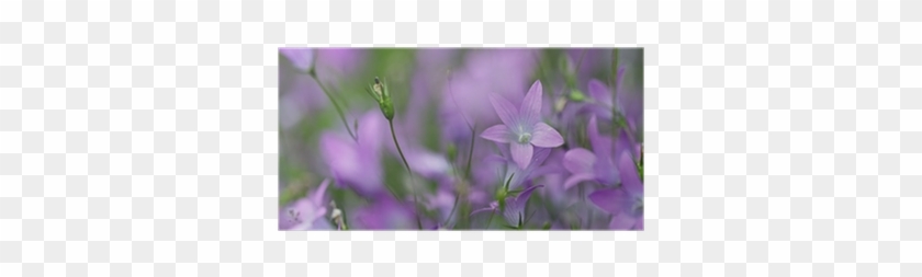 Violet #951572