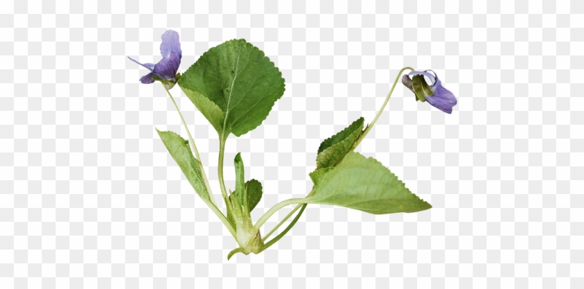 Tube Violette - Cowslip #951623