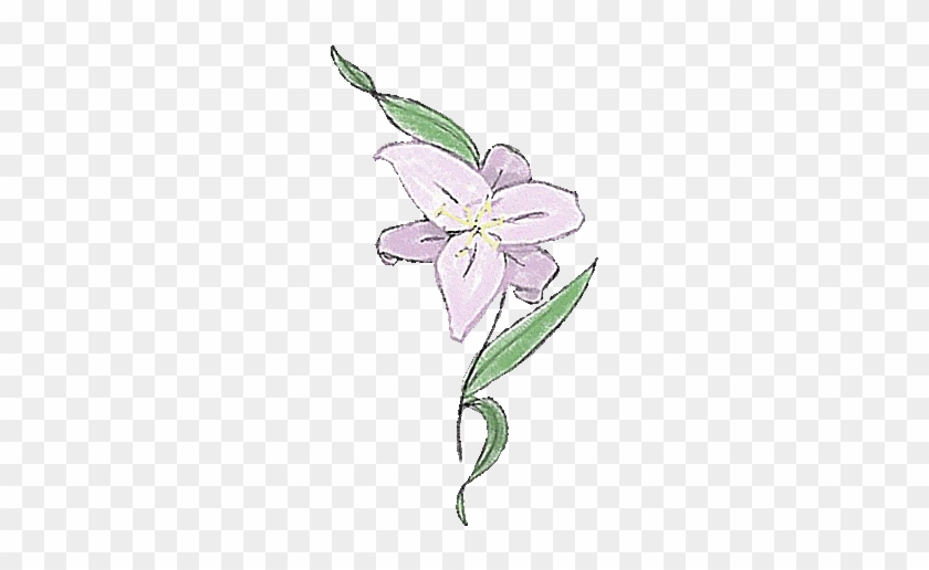 Lily #951626