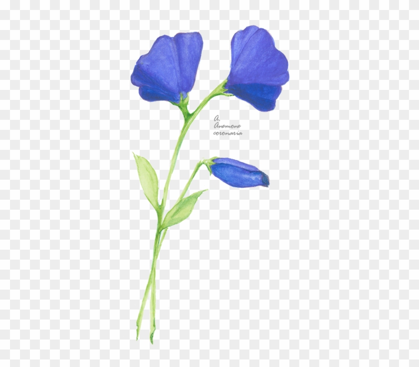 Flower Picture - Periwinkle #951642