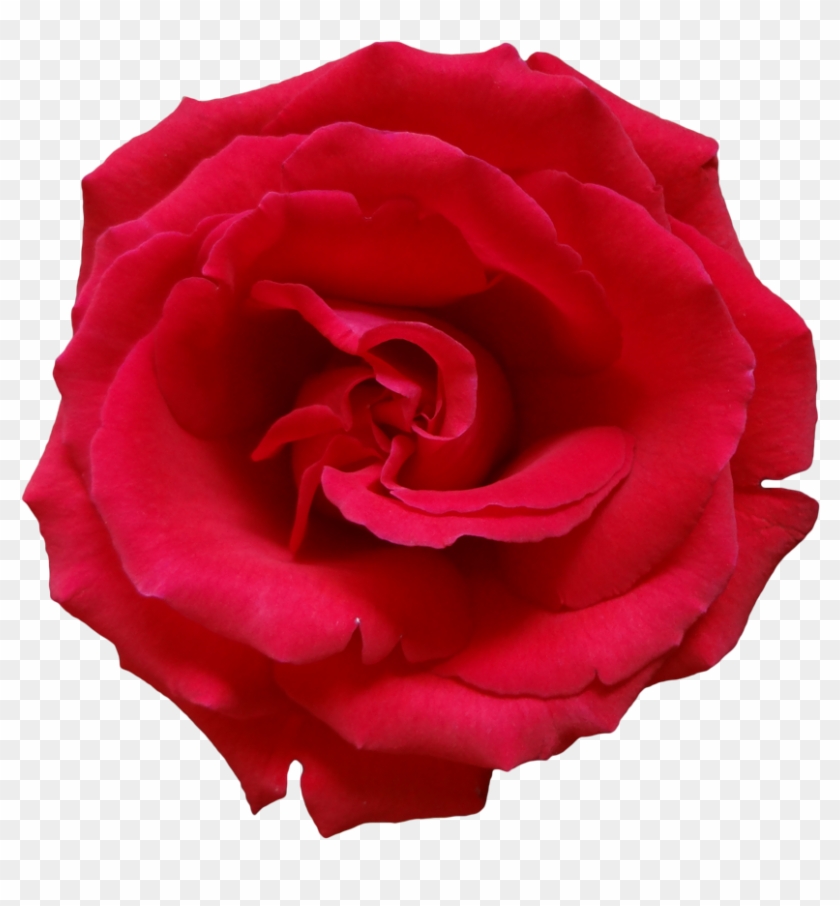 Rose Png Image, Free Picture Download - Dark Pink Rose Png #171083