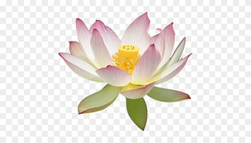 Flowers With Transparent Backgrounds #951725