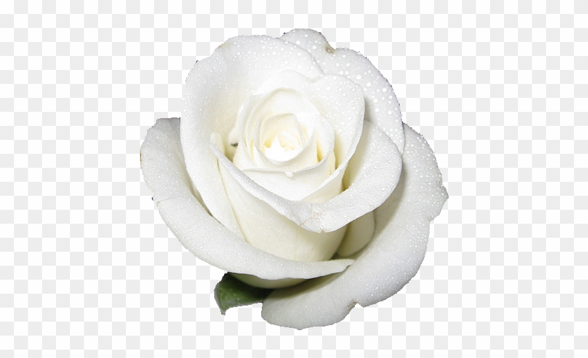 Flowers Roses White Mightylinksfo - Rose White #953575