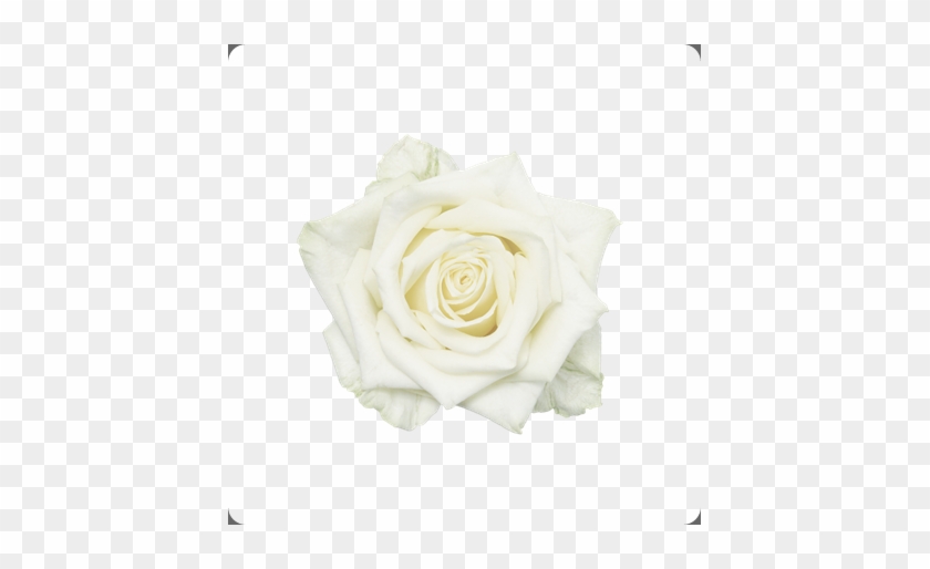Rose Whitenaomi Topview Nl Rose Www - Rose #953635