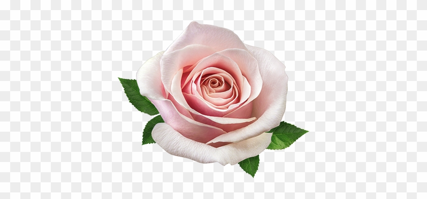 Rose - Rose #953645
