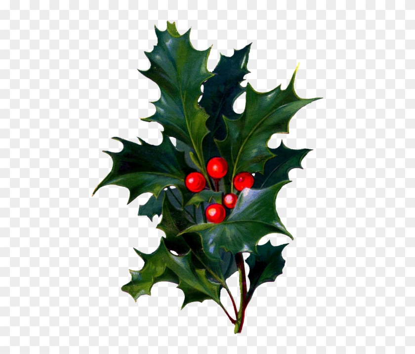 Christmas Card Birthday Wish Clip Art - Holly And Berries #953693
