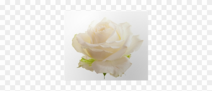Garden Roses #953770